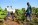 irrigation de banaeraie SCOOPS  Nabidoum LAPARA PRSA-B