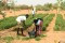 Ndoundokh Jardin 3ème maraîcher 1