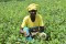 recolte d'une productrice de niebé appui  sémence du PRSA B Siguinonghin (3)