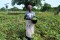 Man in a field