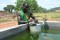 PDI puisant l'eau dans le bassin du site maraicher bio PAUPARC dédougou